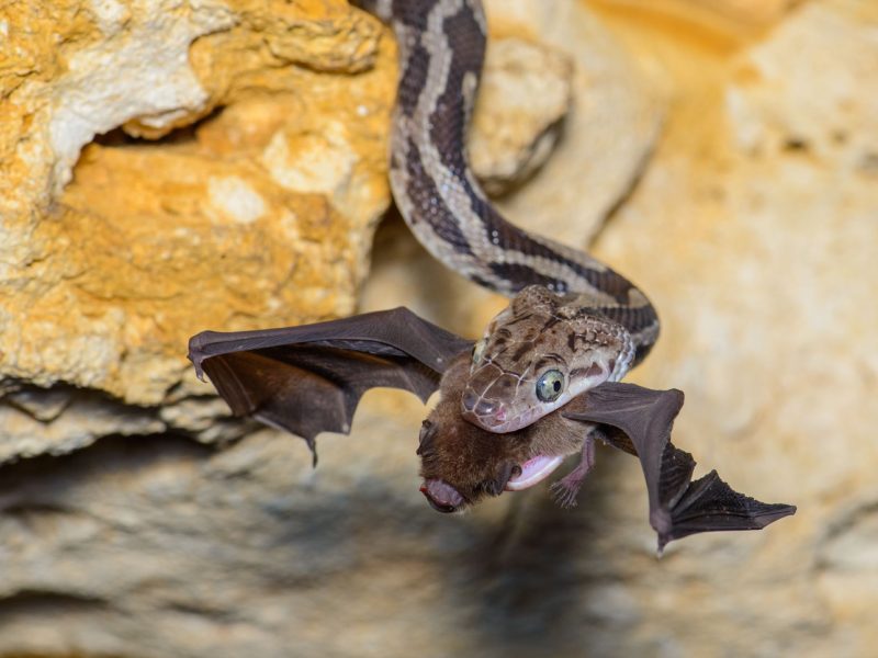 Mesoamerican mustached bat (Pteronotus parnellii mesoamericanus)