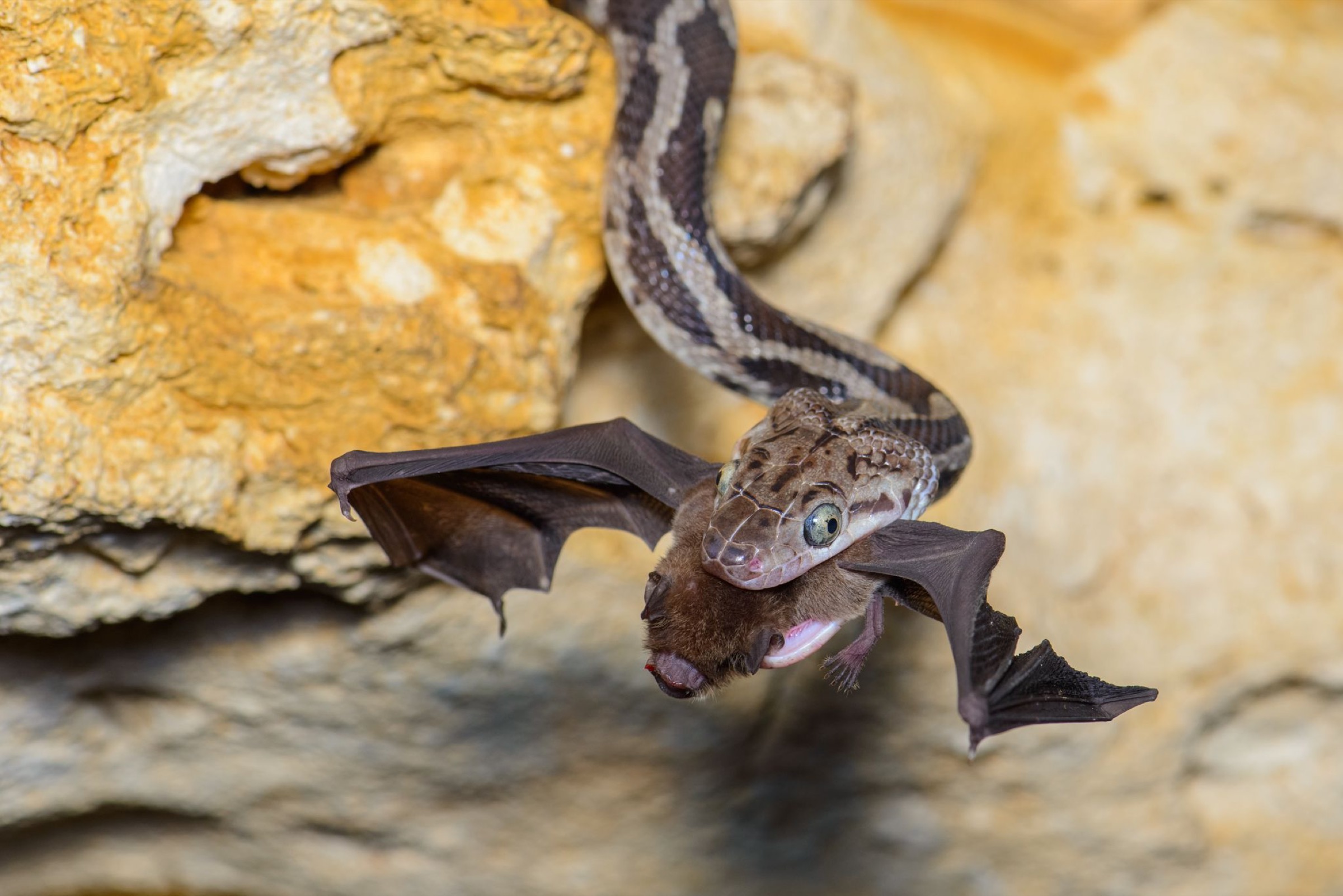 Mesoamerican mustached bat (Pteronotus parnellii mesoamericanus)