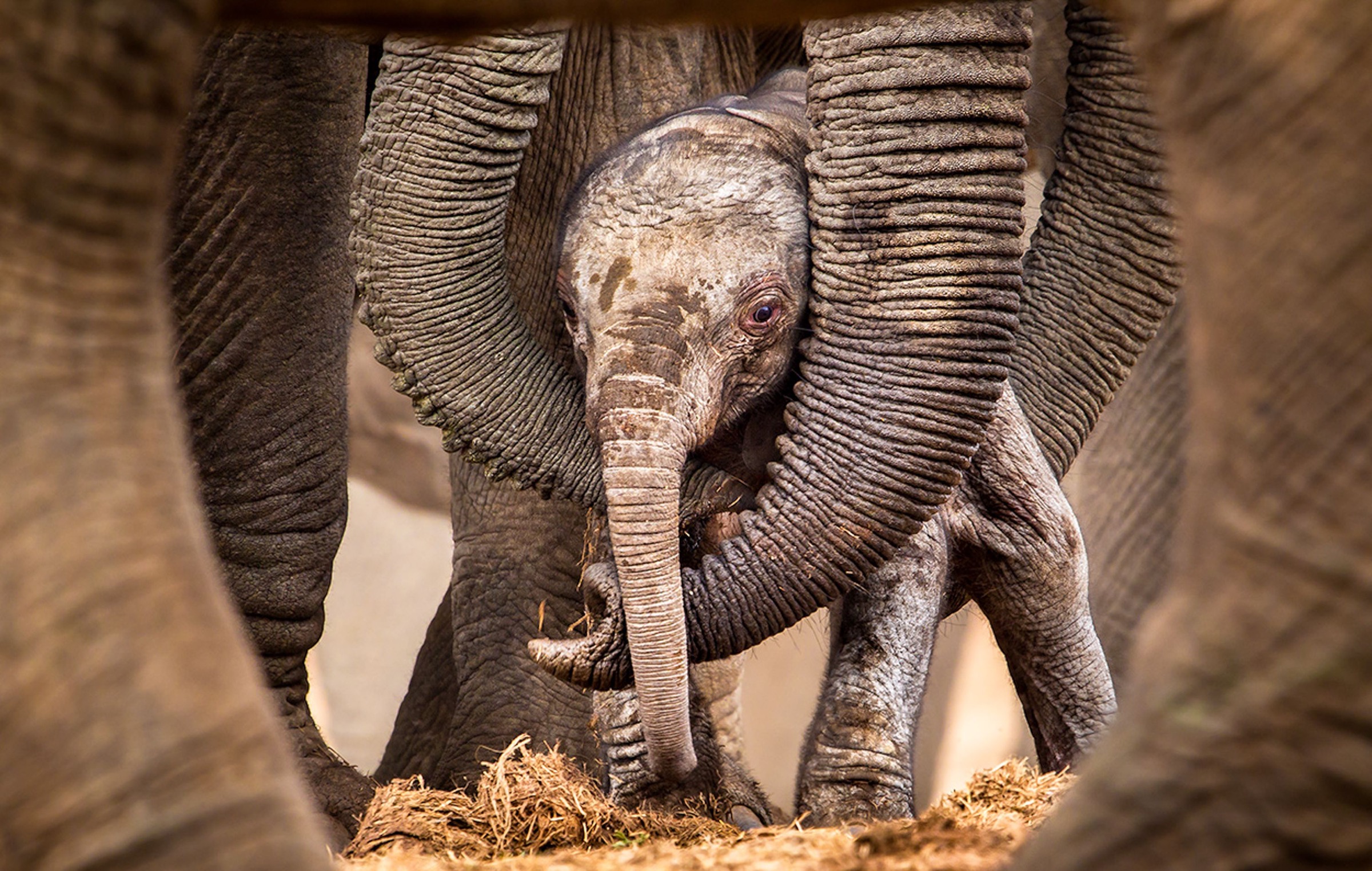 African elephants (Loxodonta africana)