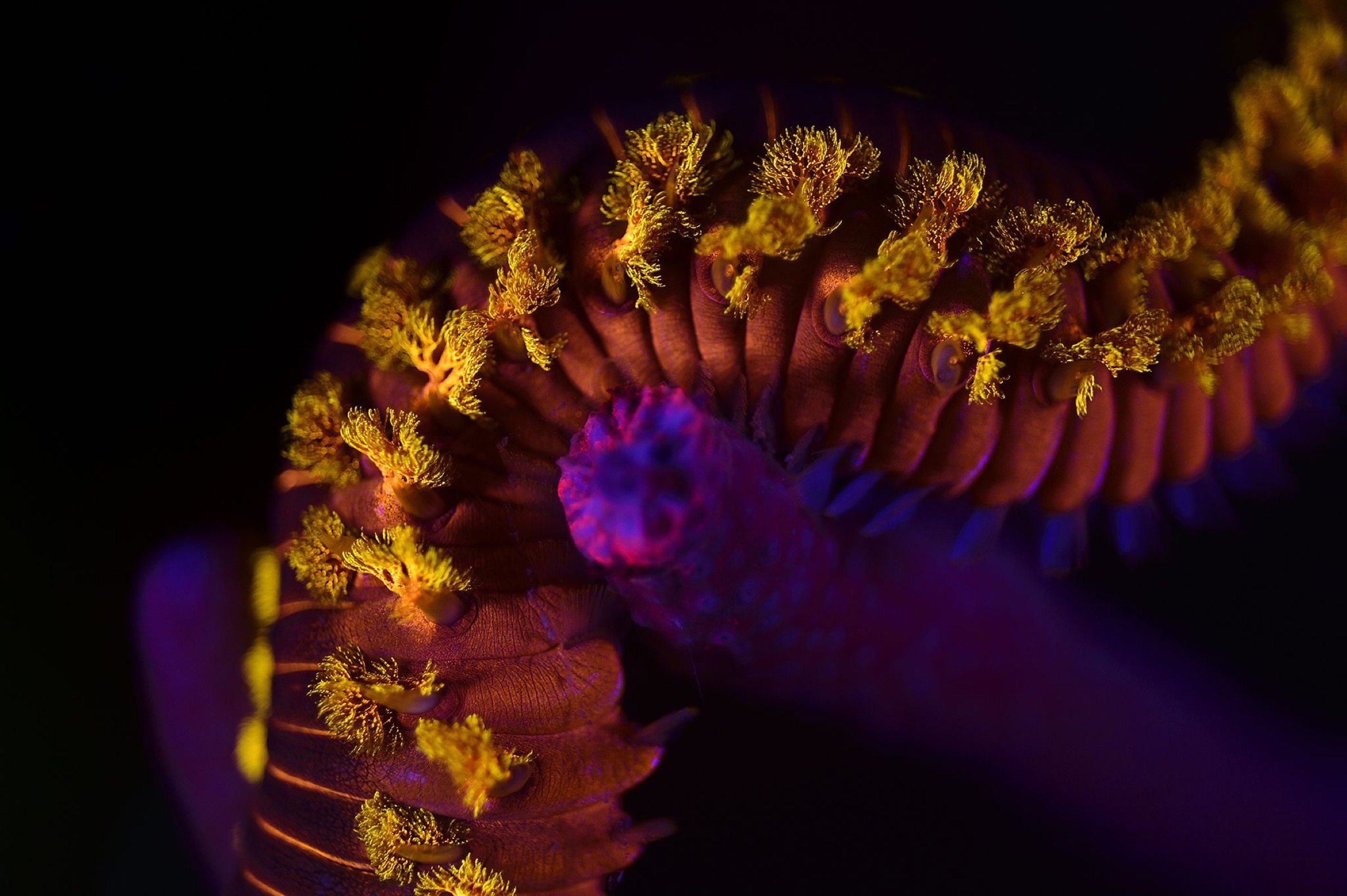 Bearded fireworm (Hermodice carunculata) photographed with UV light. Atlantic, Bonaire, Leeward Antilles, Caribbean region, Netherlands Antilles