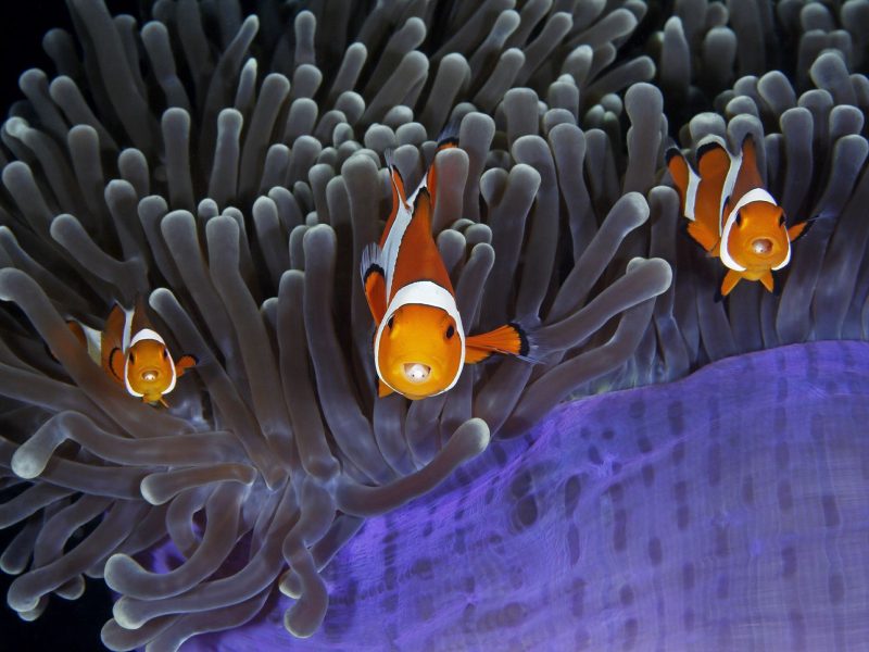 clownfish (Amphiprion ocellaris)