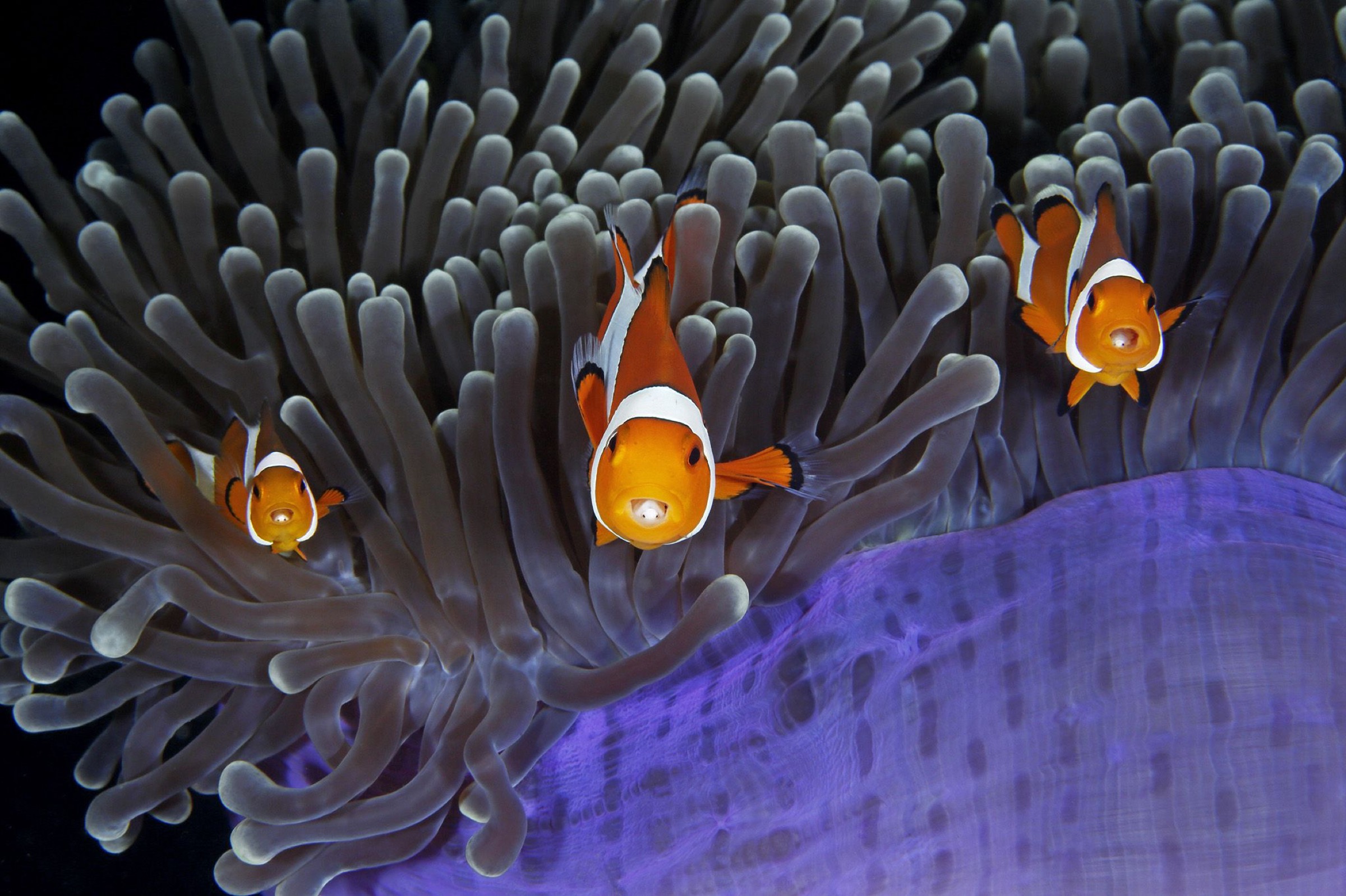 clownfish (Amphiprion ocellaris)
