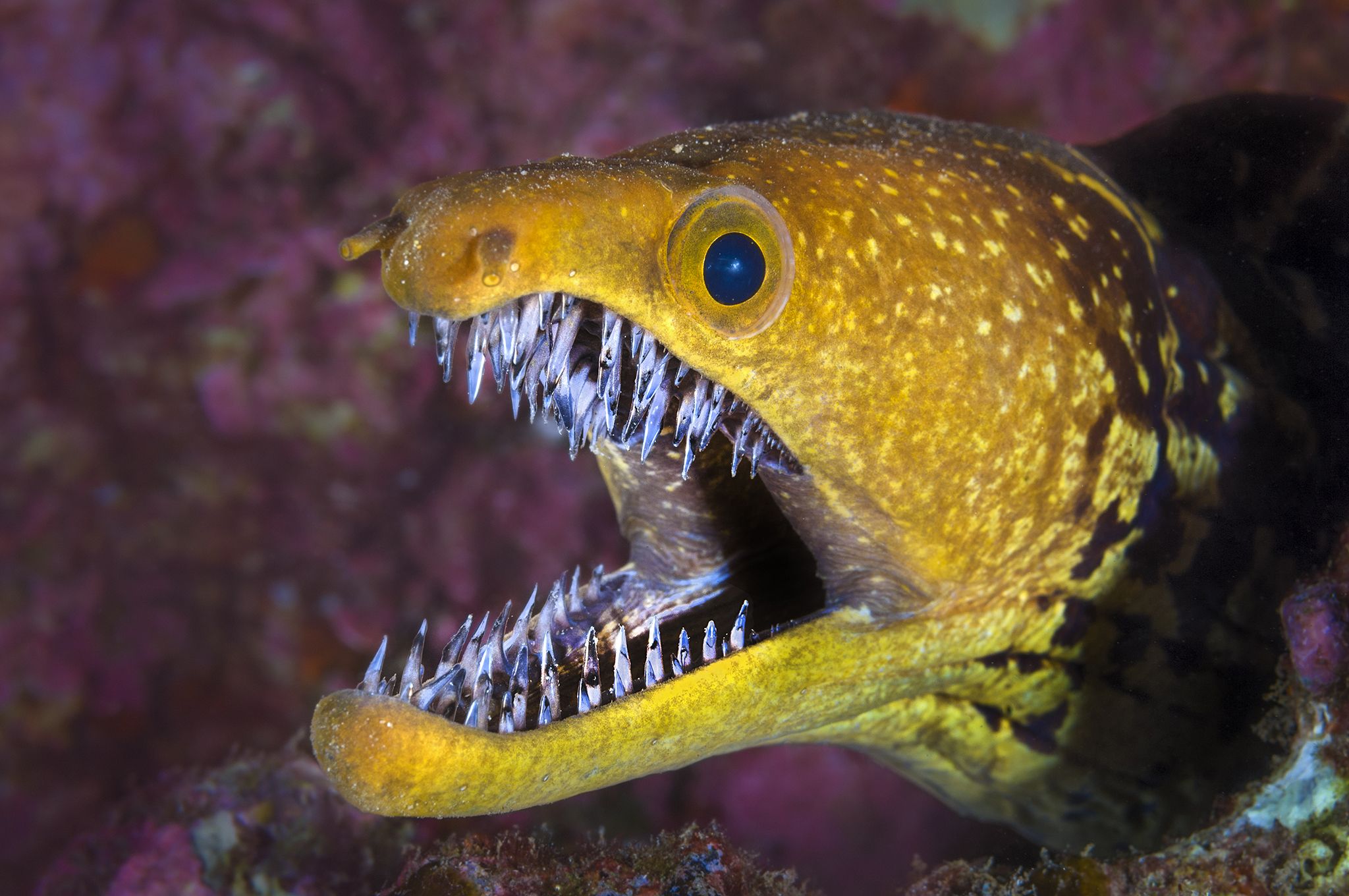 Fangtooth moray eel (Enchelycore anatina) with mouth open, Grand Canaria, Canary Islands, Spain. East Atlantic Ocean.