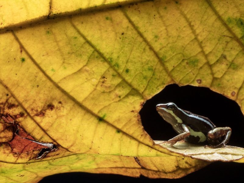 Anthony's poison-frog (Epipedobates anthonyi) seen through hole in leaf. Buenaventura Reserve, El Oro, Ecuador.