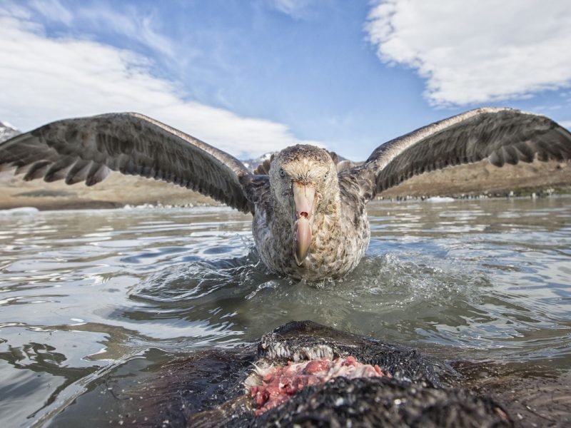 Southern giant petrel (Macronectes giganteus), scavenging on seal carcass, South Georgia, January.