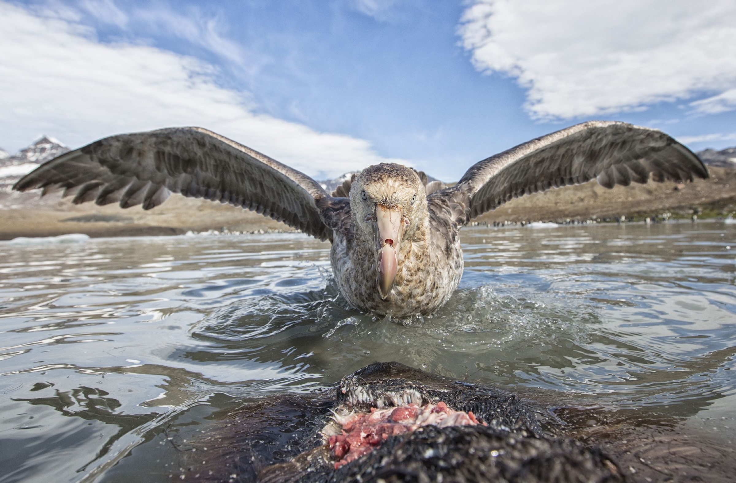 Southern giant petrel (Macronectes giganteus), scavenging on seal carcass, South Georgia, January.