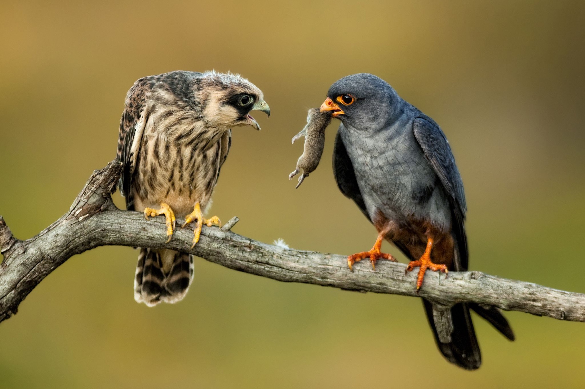 Male Red footed falcon (Falco vespertinus) with rodent for fledgling, Kiskunsagi National Park, Pusztaszer, Hungary. August.