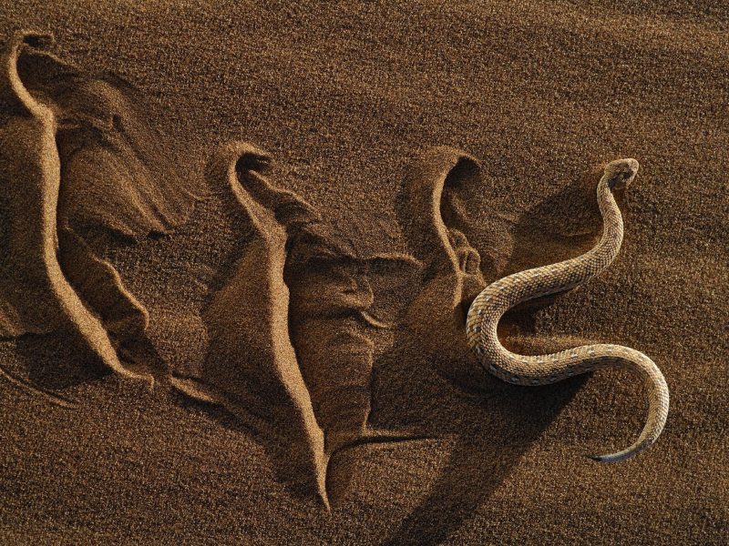 Dwarf puff adder / Peringueys Sidewinding Adder (Bitis peringueyi) moving over the loose sand in typical mode of locomotion, Namib desert, Namibia