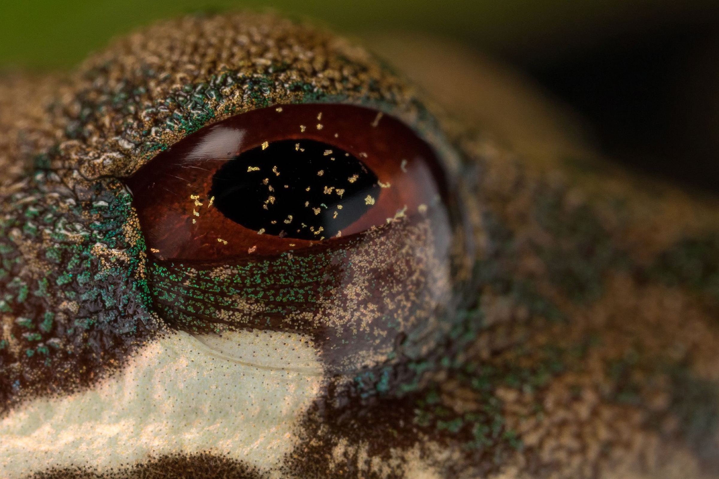 a rufous-eyed brook frog (Duellmanohyla rufioculis)