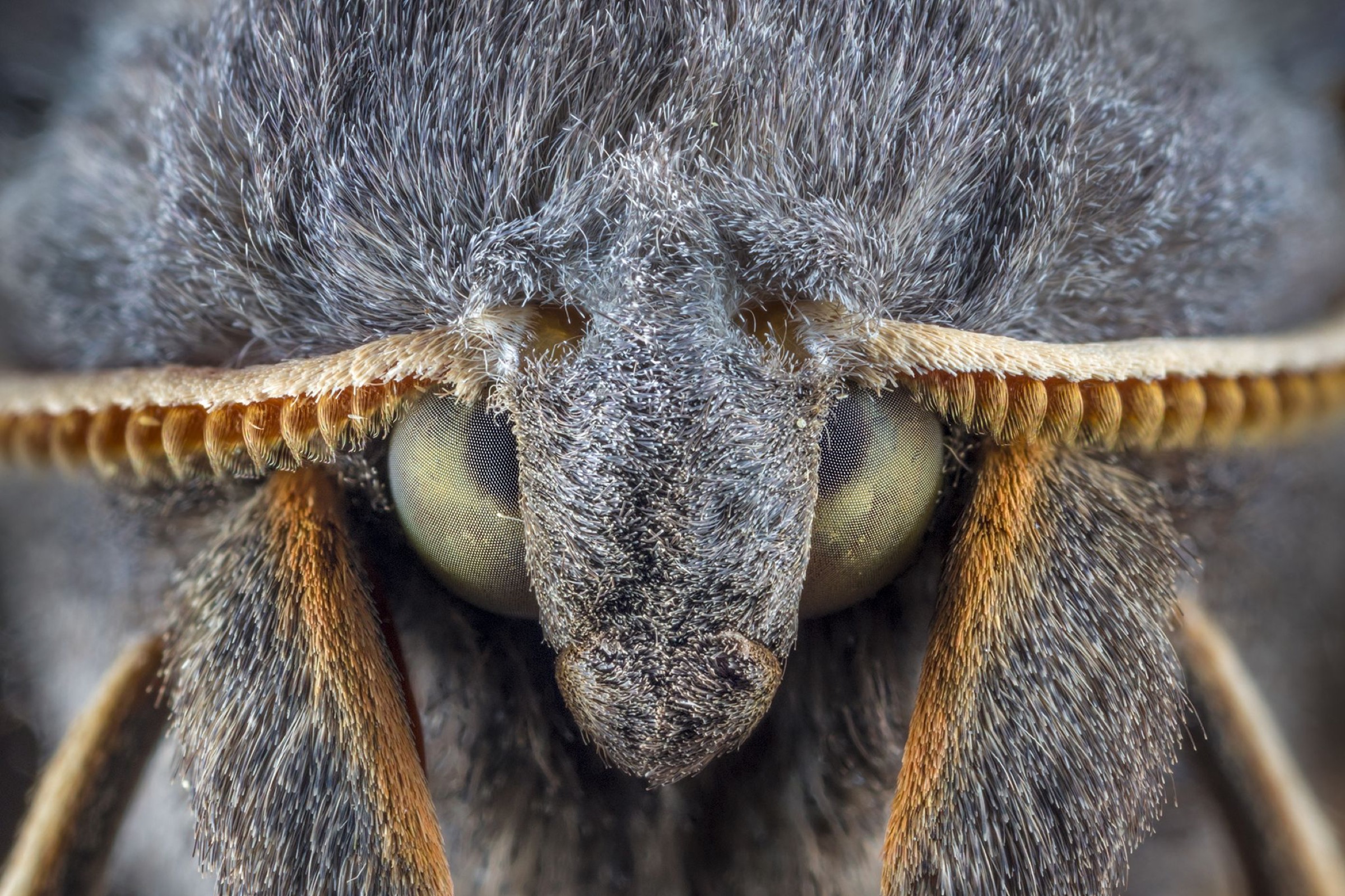 Poplar Hawkmoth {Laothoe populi} male, detail of head showing finely divided antennae. Derbyshire, UK. July.