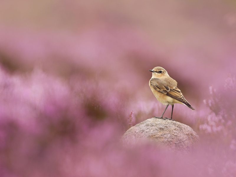 Wheatear, (Oenanthe oenanthe) perched on gritstone rock amongst flowering heather (Ericaceae sp), Peak District NP, August 2011. 2020.