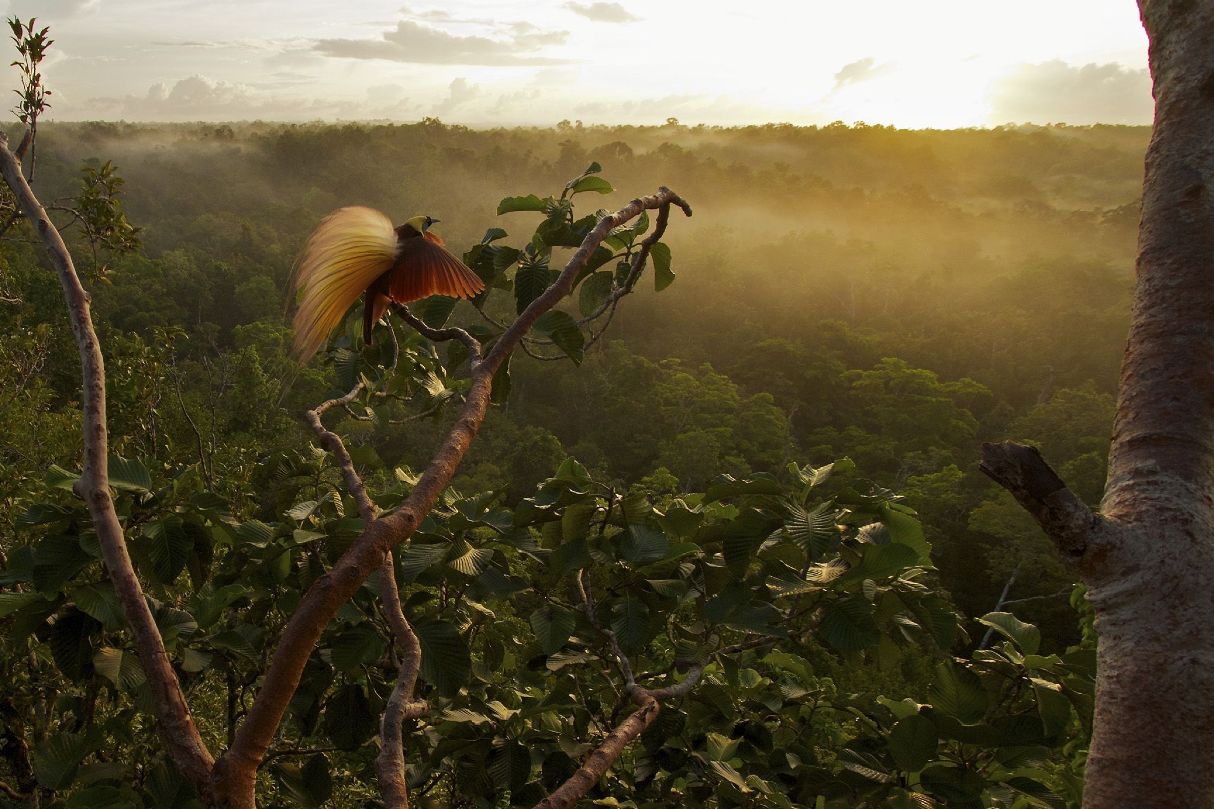 Greater Bird of Paradise (Paradisaea apoda) displaying on canopy lek display site, Badigaki Forest, Wokam Island in the Aru Islands, Indonesia. Winner, Special Award Portfolio, Wildlife Photographer of the Year (WPOY) 2014 competition.