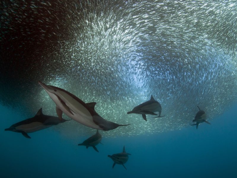 Long-beaked common dolphins (Delphinus capensis) feeding on sardine run, East London, South Africa, June.