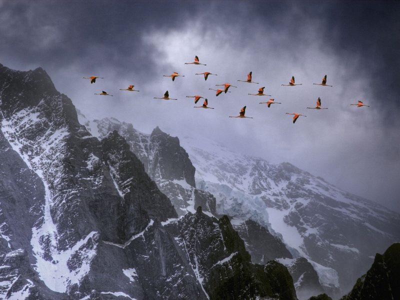 Chilean flamingos (Phoenicopterus chilensis) in flight over mountain peaks with glacier in the distance, Torres Del Paine National Park, Chile. Winner of Landscape category, Nature's Best / Windland Smith Rice Awards competition 2010