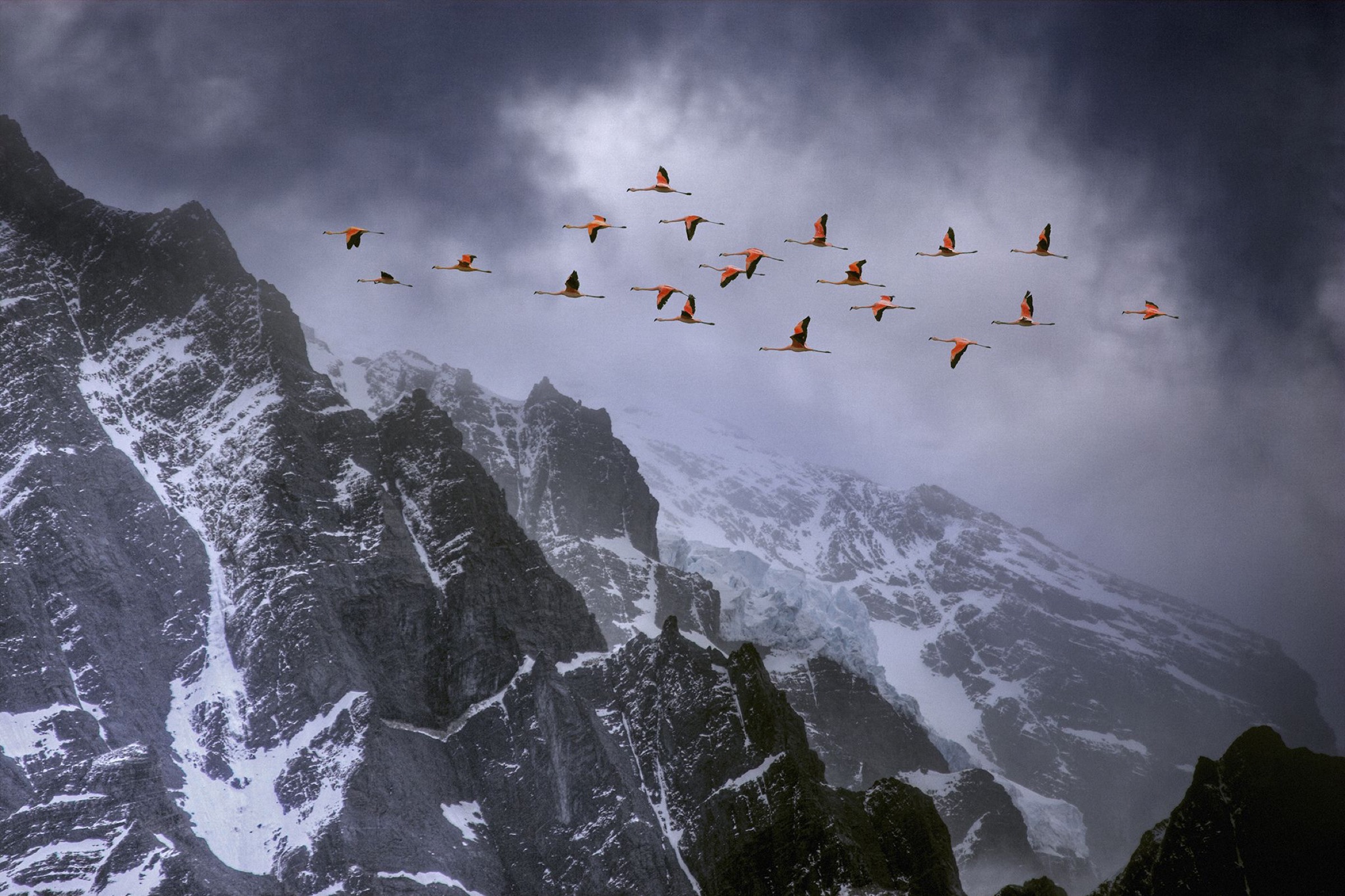 Chilean flamingos (Phoenicopterus chilensis) in flight over mountain peaks with glacier in the distance, Torres Del Paine National Park, Chile. Winner of Landscape category, Nature's Best / Windland Smith Rice Awards competition 2010