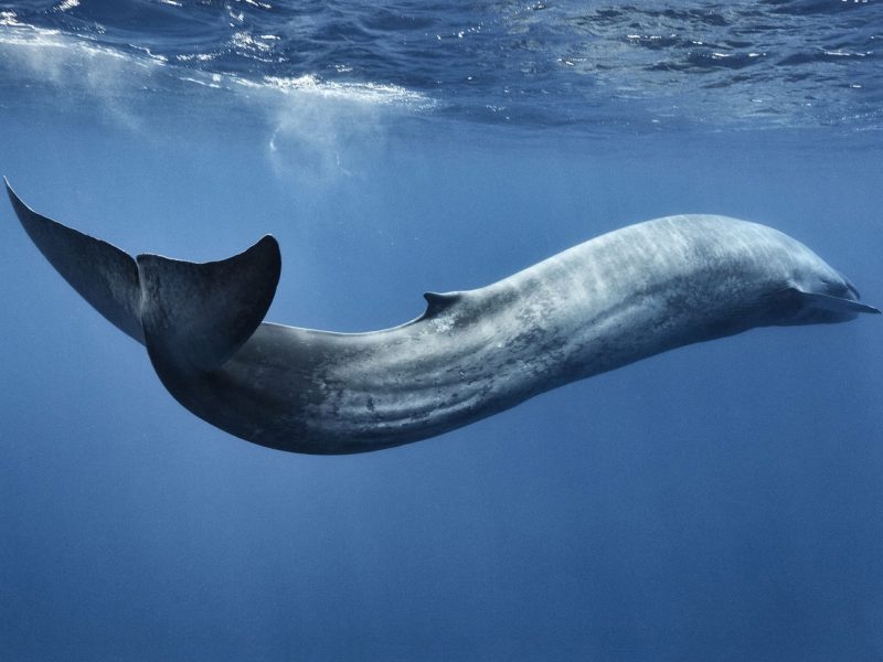 Blue whale (Balaenoptera musculus) swimming in s motion, Sri Lanka, Indian Ocean.