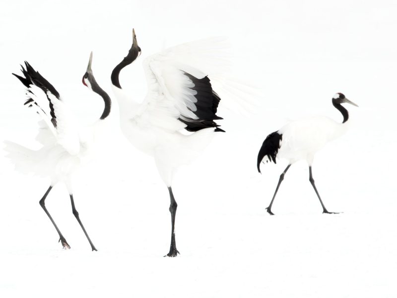 Japanese cranes (Grus japonensis) displaying in snow, Hokkiado, Japan, February