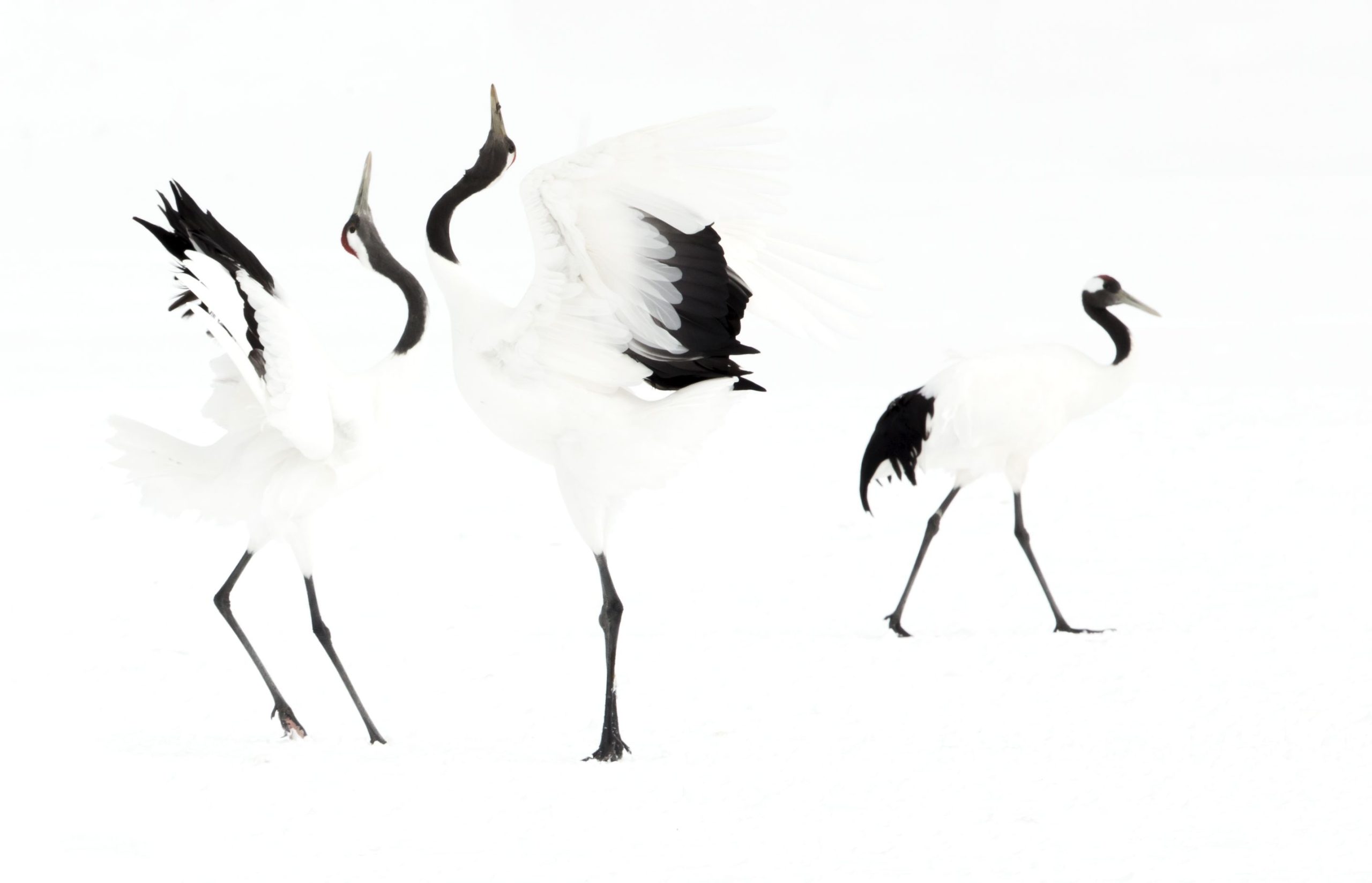 Japanese cranes (Grus japonensis) displaying in snow, Hokkiado, Japan, February