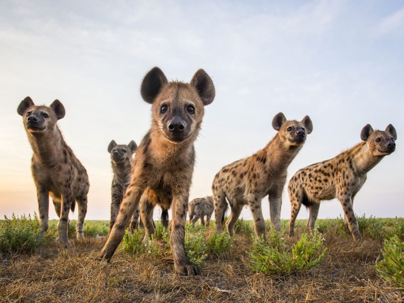 Spotted hyena (Crocuta crocuta) low angle shot of group taken with remote camera. Liuwa Plain National Park, Zambia. May