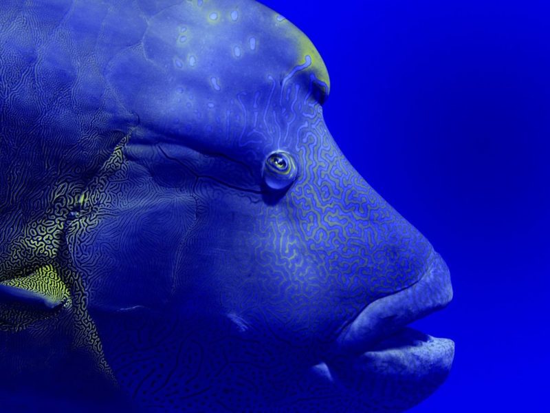 Napoleon wrasse (Cheilinus undulatus) portrait. Red Sea, Egypt. October.