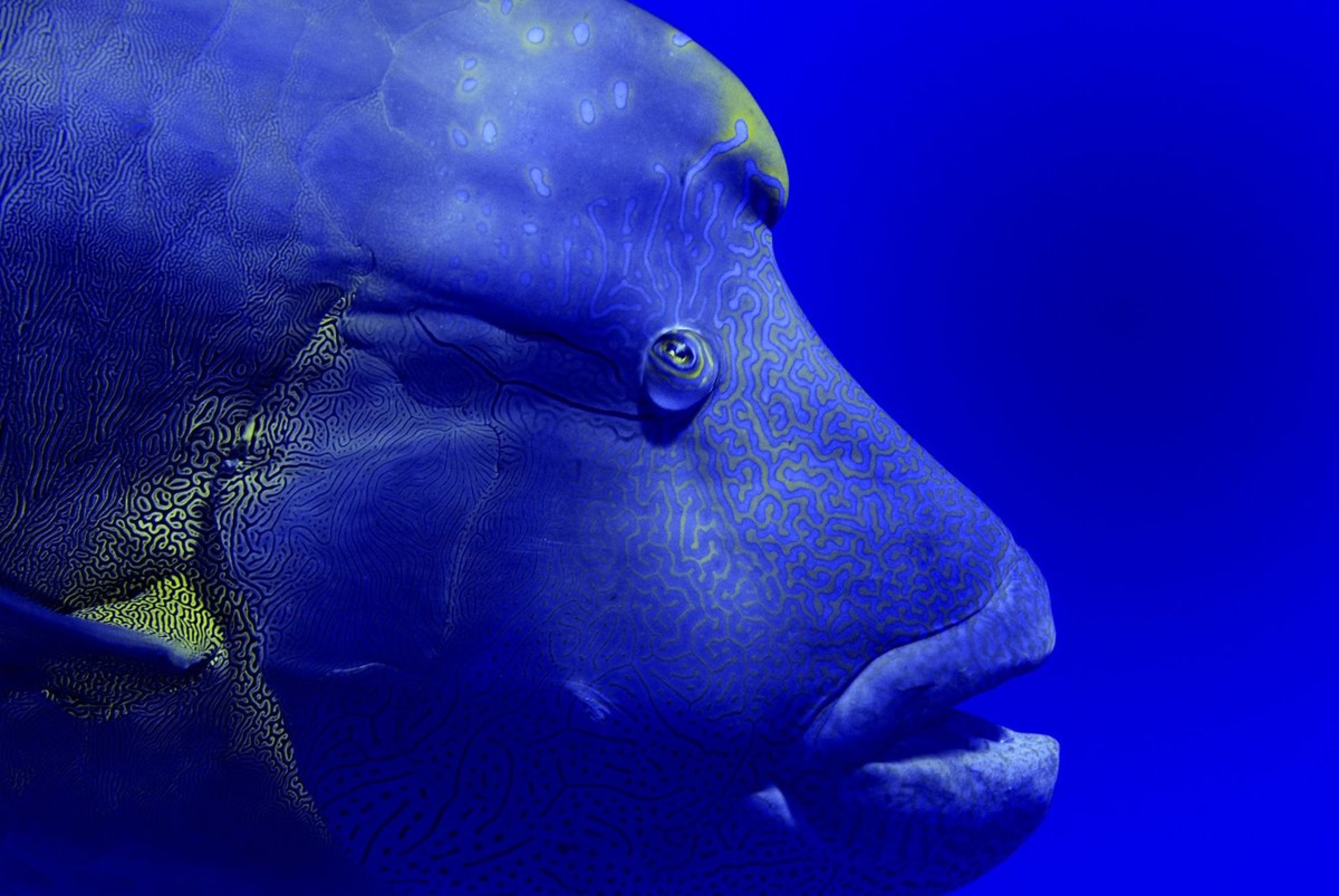 Napoleon wrasse (Cheilinus undulatus) portrait. Red Sea, Egypt. October.