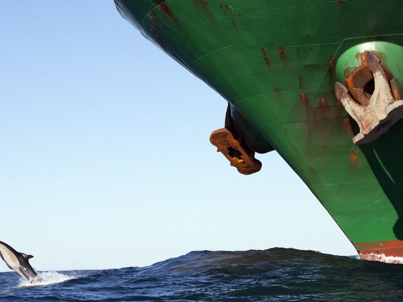 Long-beaked common dolphin (Delphinus capensis) breaching in front of large ship during sardine run, East London, South Africa, June.
