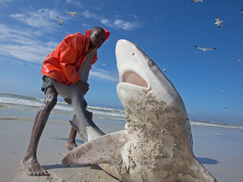 Bronze whaler shark (Carcharhinus brachyurus), caught in traditional seine net and released by fisherman, Muizenberg beach, Cape Town, South Africa, January 2014