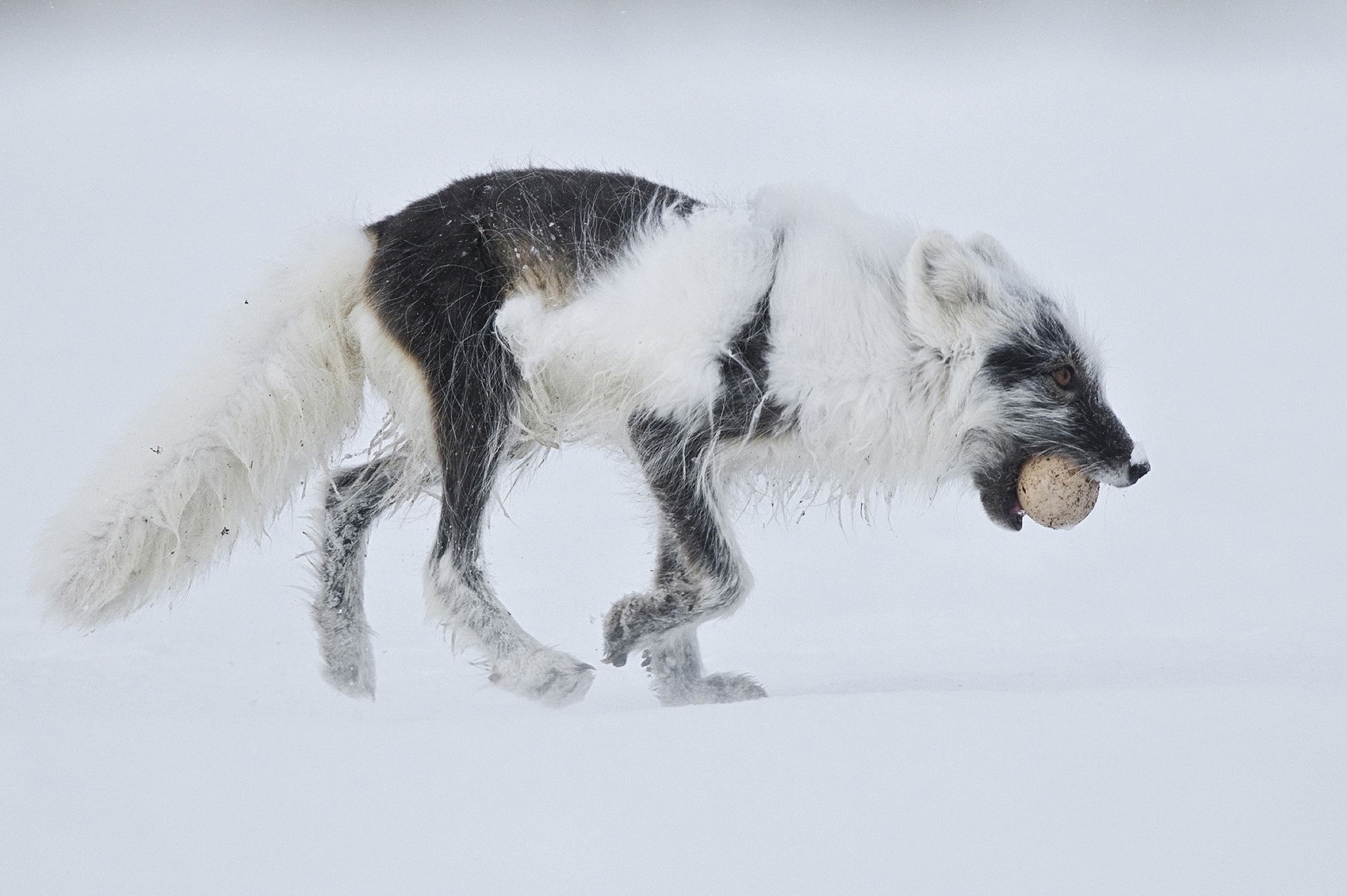 Arctic fox (Vulpes lagopus) with Snow goose egg in mouth, mid moult from winter to summer fur, Wrangel Island, Far Eastern Russia, June.