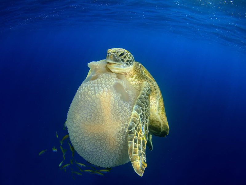 a young green sea turtle (Chelonia mydas)