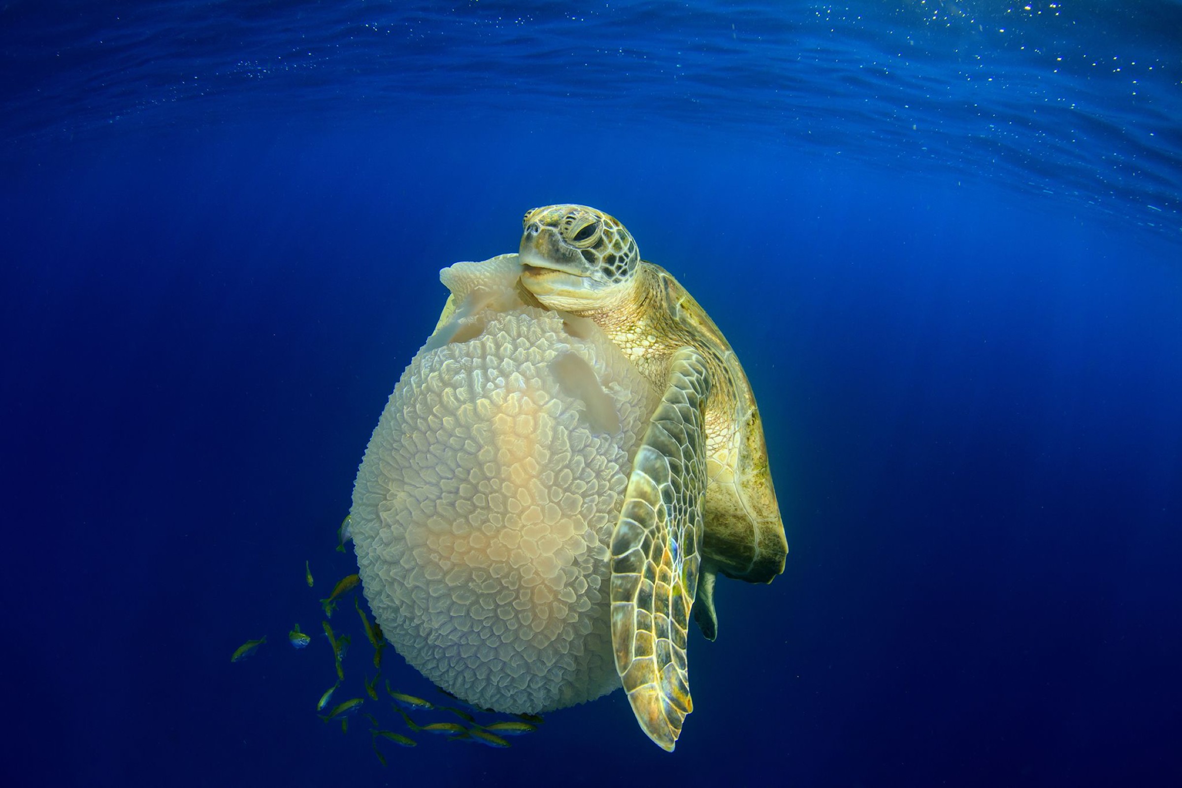 a young green sea turtle (Chelonia mydas)