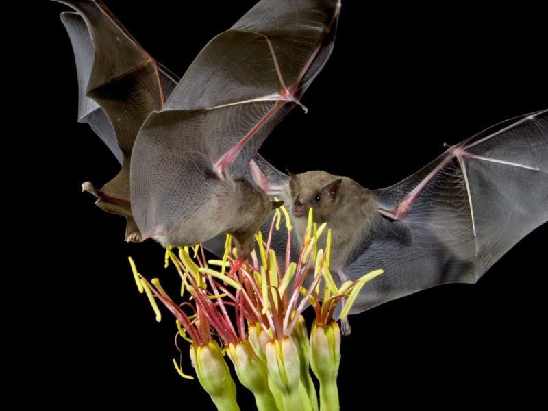 lesser long-nosed bats (Leptonycteris yerbabuenae)