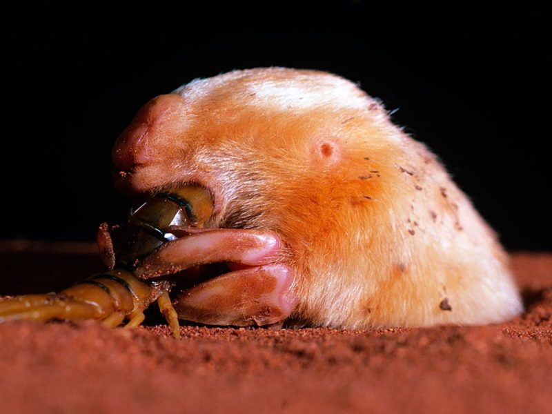 southern marsupial mole (Notoryctes typhlops)