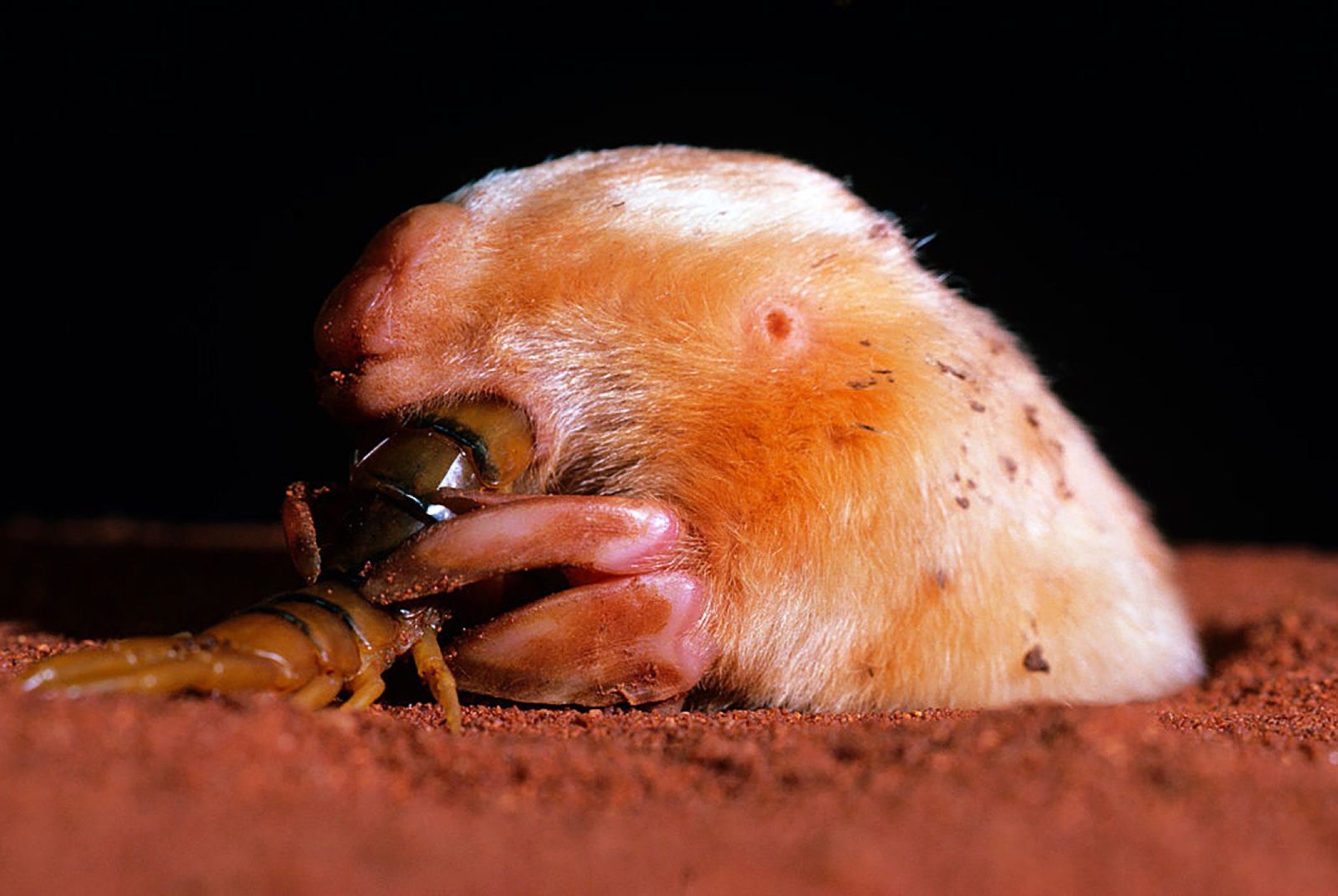southern marsupial mole (Notoryctes typhlops)