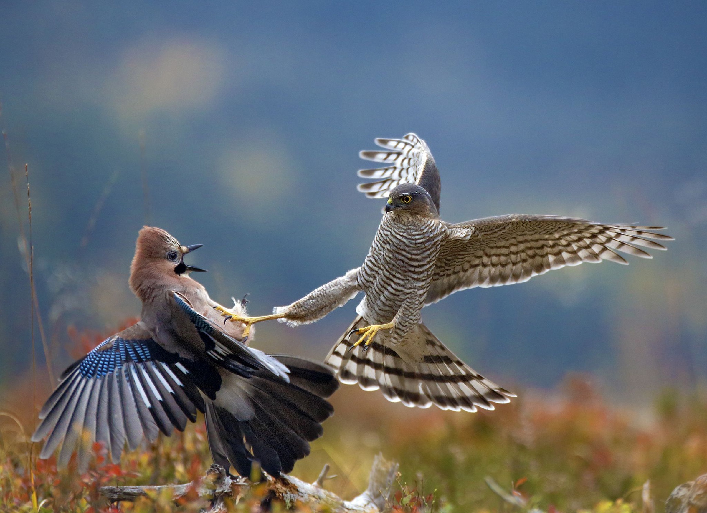 Eurasian sparrowhawks (Accipter nisus)