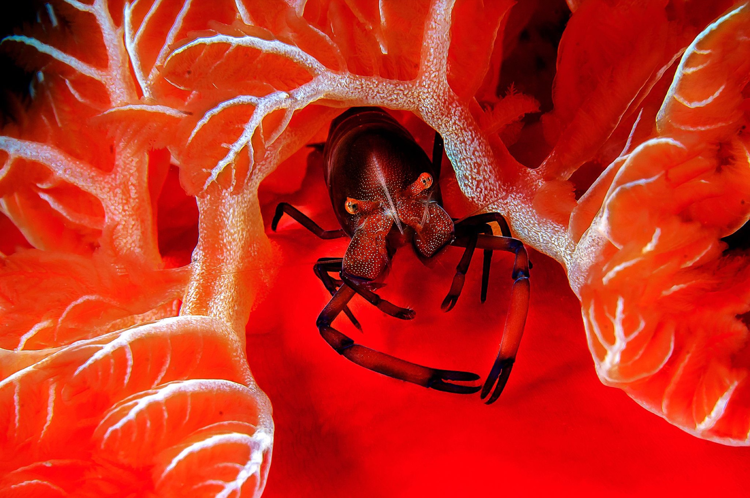 Adult Division - Big Picture Caption: Imperator Shrimp Red Sea Tra Le Branchie Nikon D300 Category: Insects, Reptiles, Marine Mammals, Fish and Amphibians Photographer: filippo borghi Taken on: 7/7/2010 Email: filippoborghi5@gmail.com Address: via s.eugenia,56, siena, italy, 53100, Italy Telephone: +393351997133