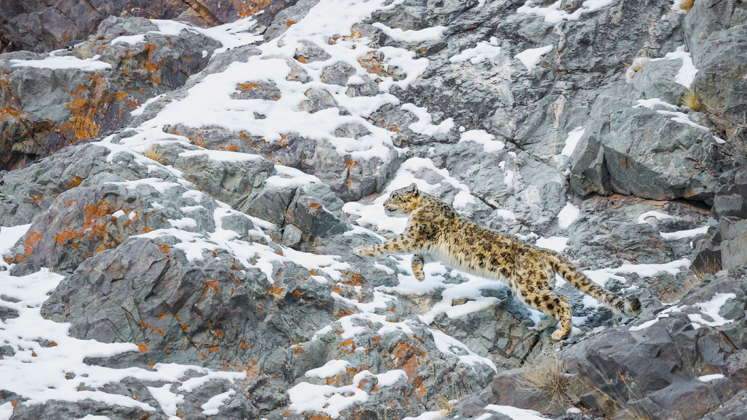 snow leopard (Panthera uncia)