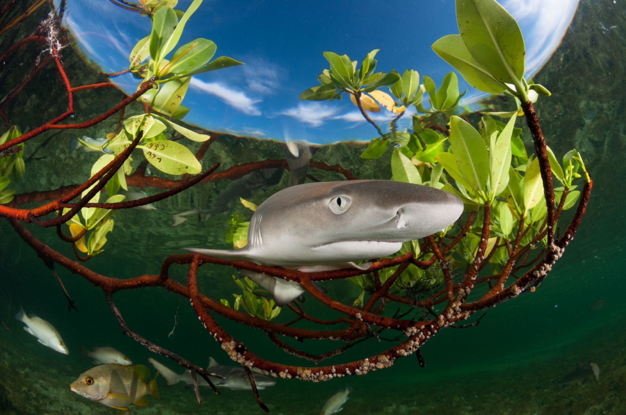 lemon shark pup (Negaprion brevirostris)