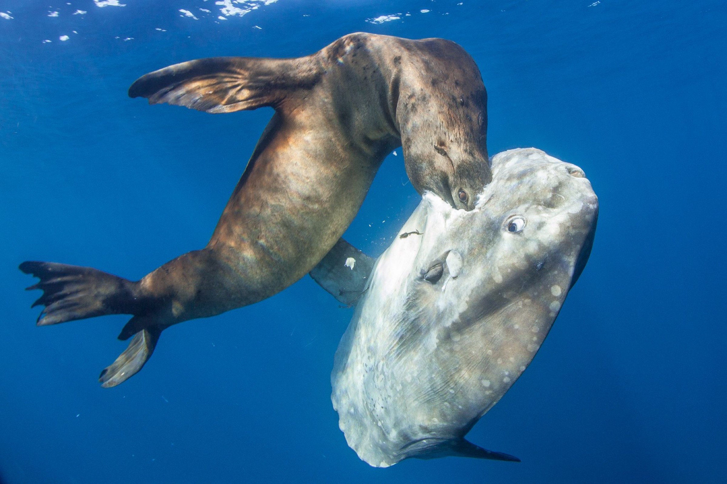 San Diego, CA. November 19, 2015. A sunfish (Mola mola) watches as a California sea lions (Zalophus californianus) breaks its tough skin. Due to the current El Nino regime, much of the sea lion’s usual prey is up north in cooler waters. Forcing them to eat whatever is available.