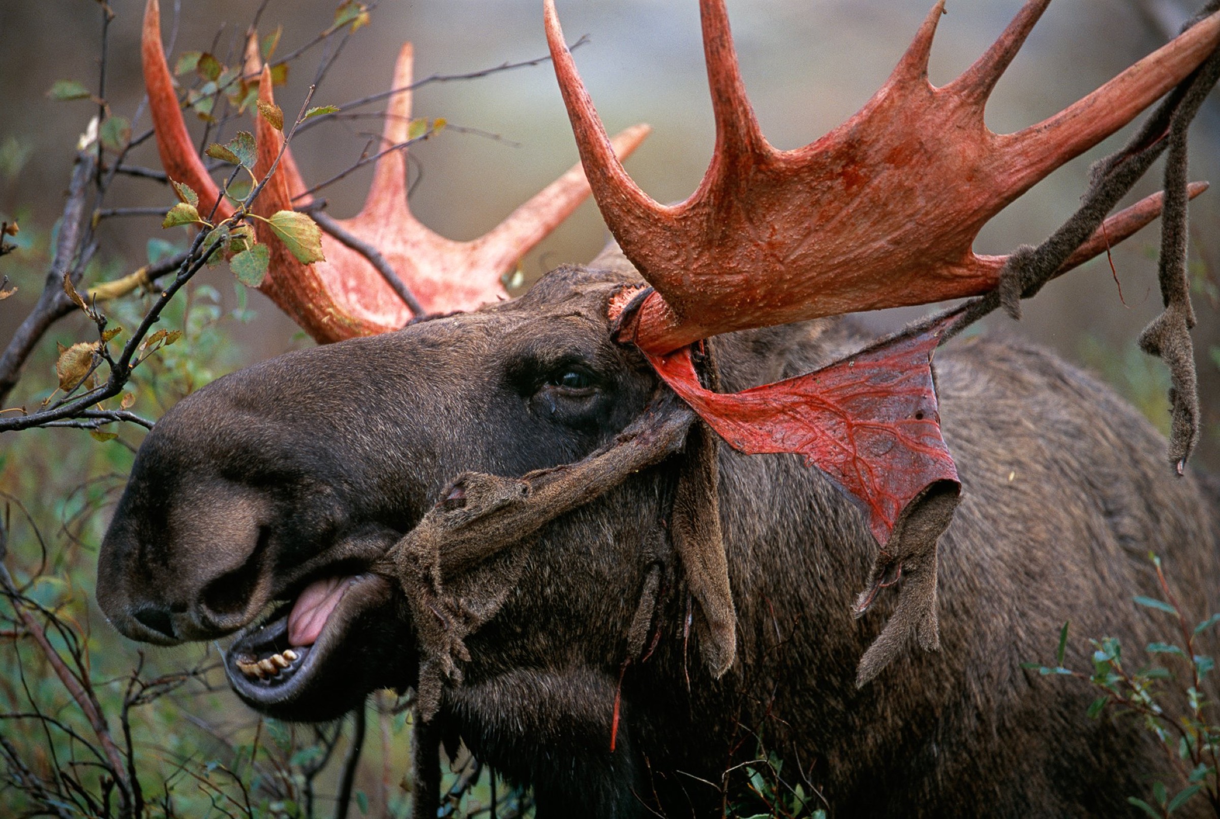 European Elk / Moose bull shedding his velvet, Alces alces, Sarek National Park, Laponia World Heritage area, Norrbotten, Lapland, Sweden