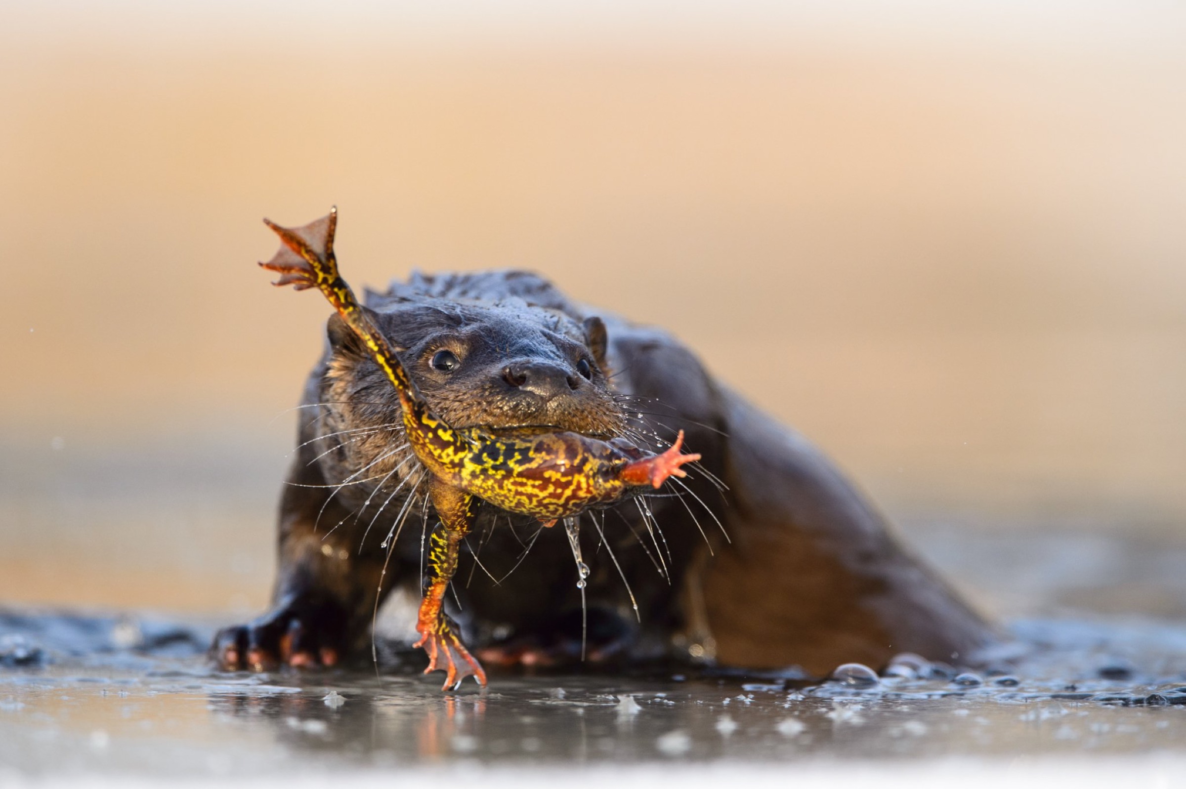 Otter (lutra lutra) is eating a wintering common frog it just caught from a river in Southern Estonia.