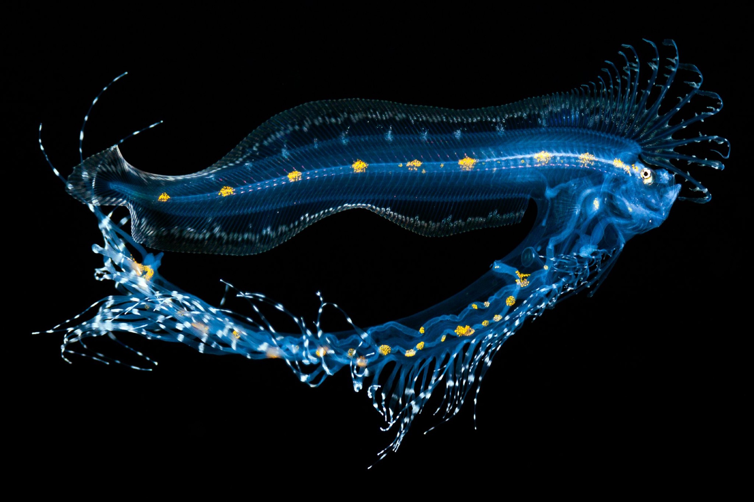 cusk-eel (Lamprogrammus sp.)