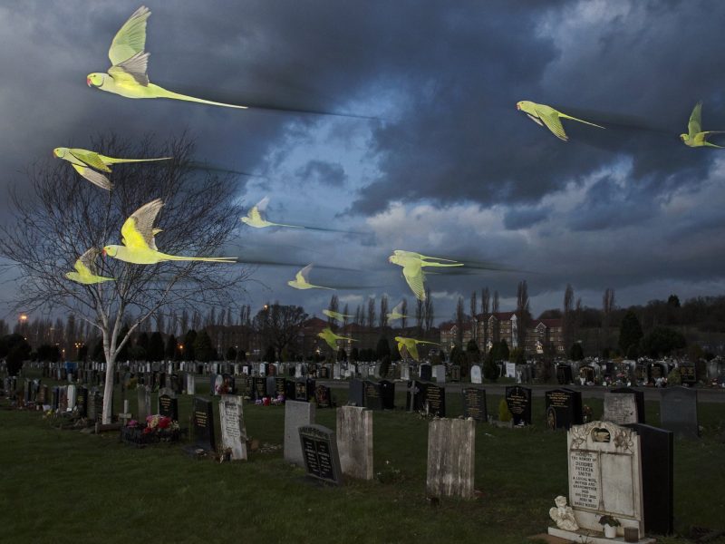 Rose-ringed / ring-necked parakeets (Psittacula krameri) in flight on their way to roost in an urban cemetery. London, UK. January
