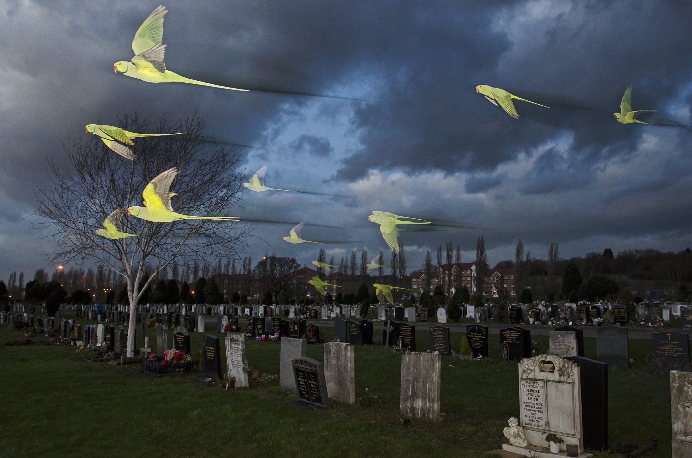 Rose-ringed / ring-necked parakeets (Psittacula krameri) in flight on their way to roost in an urban cemetery. London, UK. January