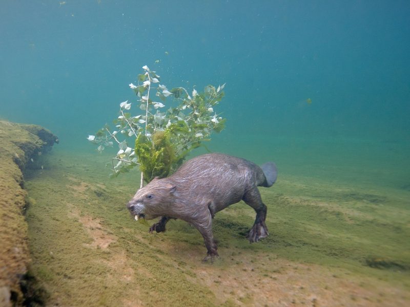 Eurasian beavers
