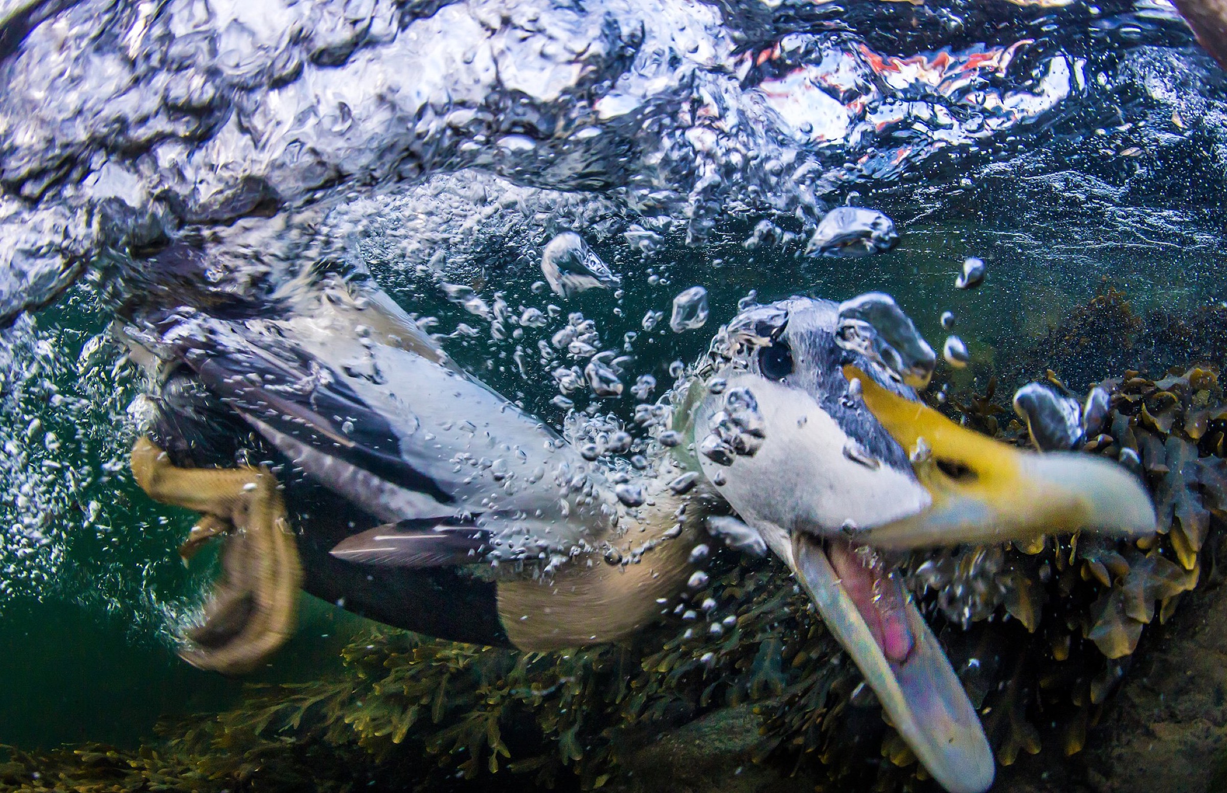 eider ducks (Somateria mollissima)