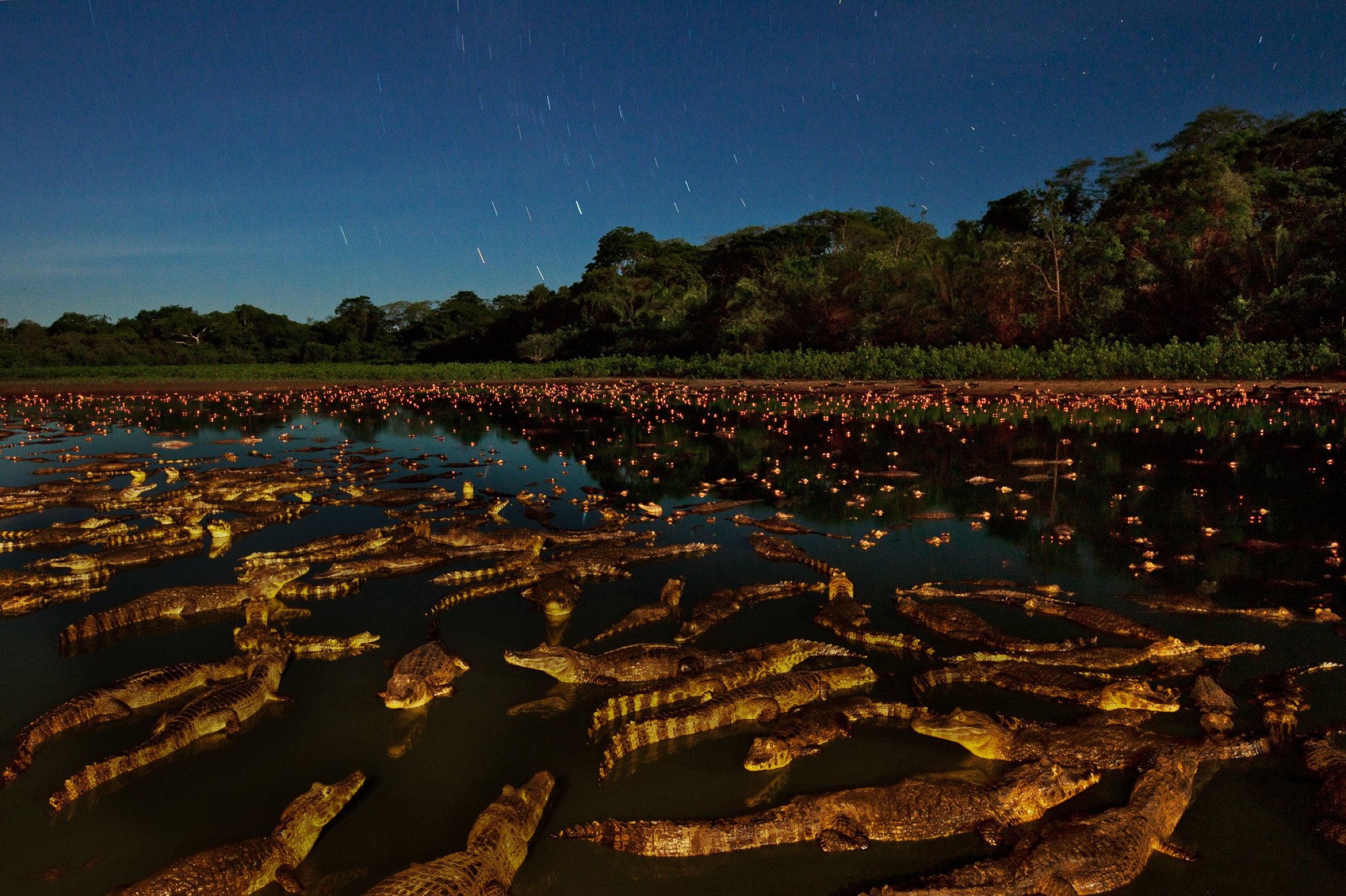 Brazilian Pantanal