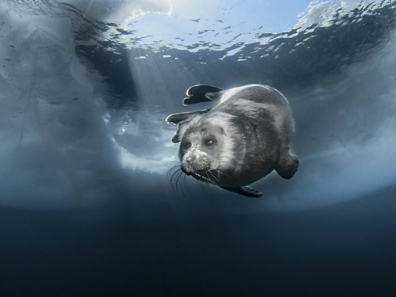 Young Baikal seal (Pusa sibirica) at breathing hole. Lake Baikal, Russia, April.