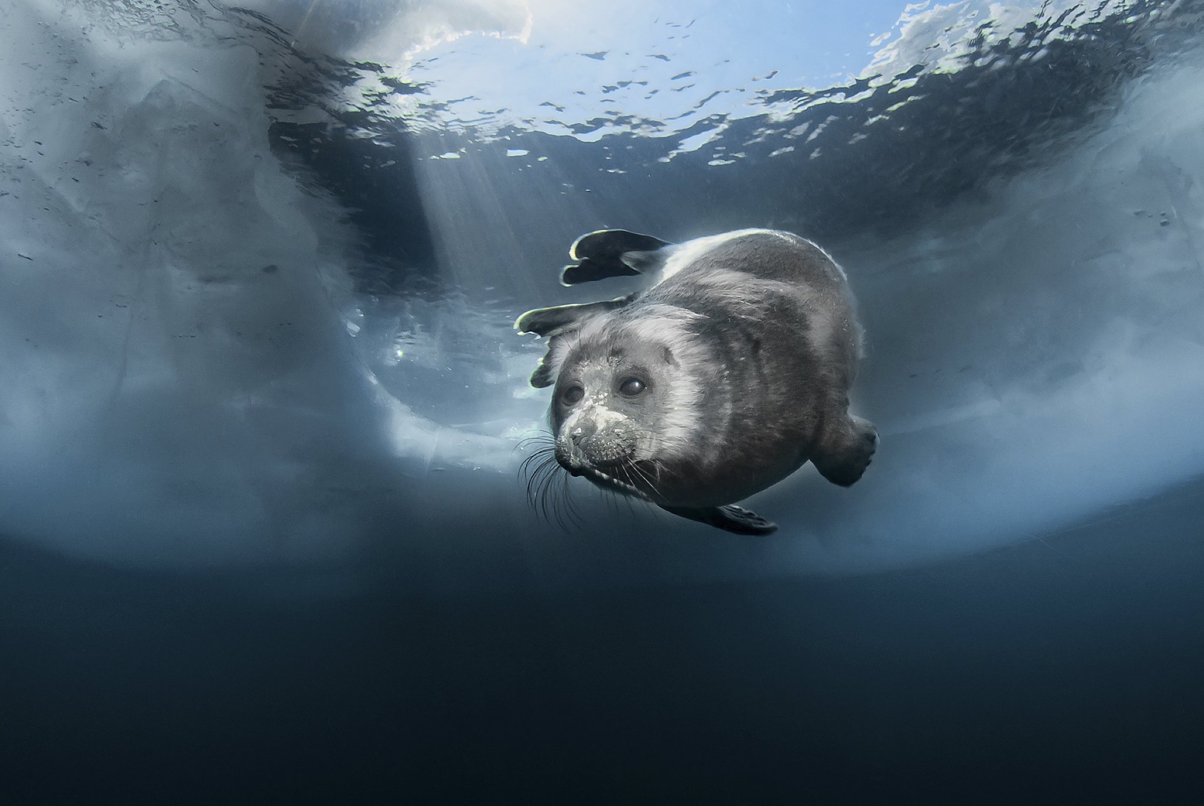 Young Baikal seal (Pusa sibirica) at breathing hole. Lake Baikal, Russia, April.