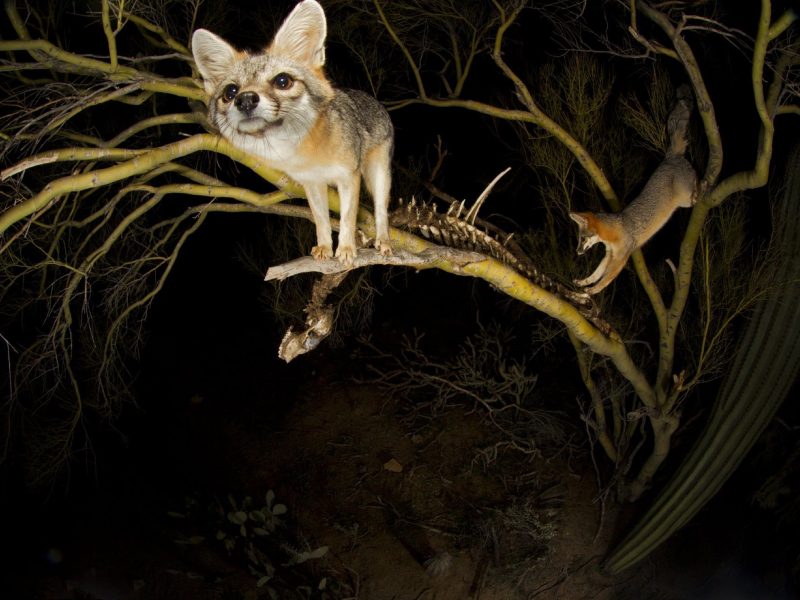 A pair of grey foxes visit one of the ‘skeleton trees’ in their territory