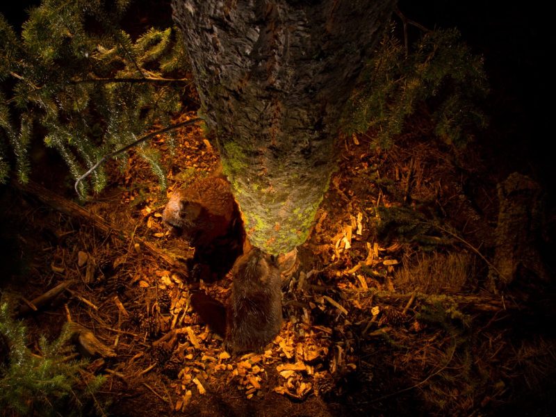 New research shows that juvenile beavers master the art of directional tree felling by copying adults in the most advantageous approach to a tree and placement of the initial cut. Here, an adult female and her son from last year alternate in cutting a large Douglas fir near a forested lake in northern Montana in the United States. Cuts at different height on opposite sides of the trunk enable the most efficient and safest tree felling. Still, an adult pauses periodically to assess tree angle and stability. Cameras mounted high in the canopy and fired remotely from about 50 m away, just outside of a tree fall reach, were instrumental in discovering crucial aspects of tree cutting behavior in this beaver colony.